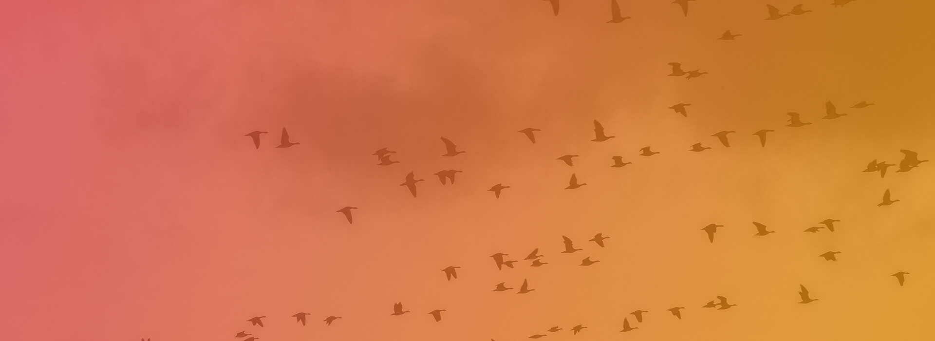 a large flock of birds flying across the sky